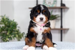 Betty - Bernedoodle, Mini for sale