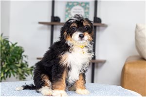 Anya - Bernedoodle, Mini for sale