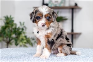 Lily - puppy for sale