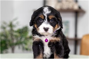 Cynthia - puppy for sale