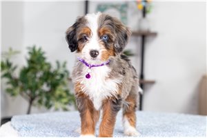 Leah - Mini Bernedoodle for sale