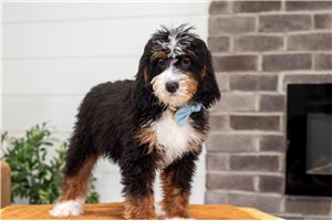 Bentley - Bernedoodle, Mini for sale