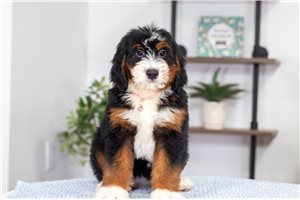 Betty - Bernedoodle, Mini for sale