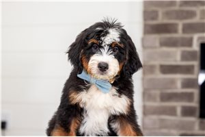 Bart - Bernedoodle, Mini for sale
