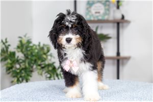 Hannah - Bernedoodle, Mini for sale