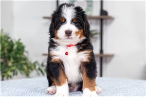 Bow - puppy for sale