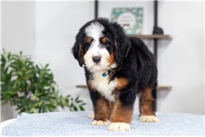 Berry - Bernedoodle, Mini for sale
