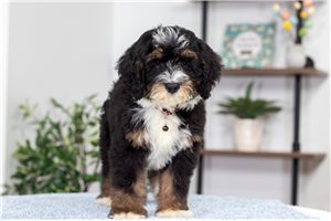 Chad - puppy for sale