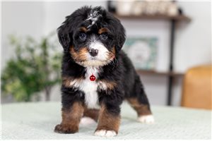 Chesapeake - puppy for sale