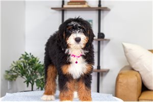 Betty - Mini Bernedoodle for sale