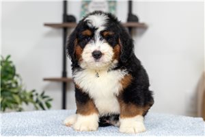 Bruski - Bernedoodle, Mini for sale