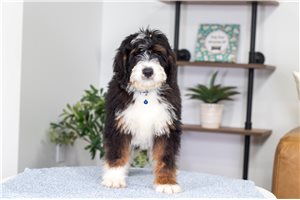 Archer - Bernedoodle, Mini for sale