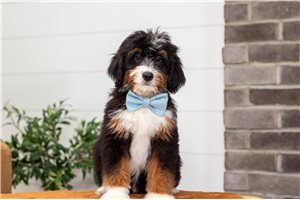 Bugs - Bernedoodle, Mini for sale