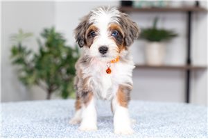 Lydia - Bernedoodle, Mini for sale
