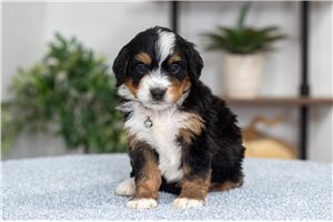 Katie - Mini Bernedoodle for sale
