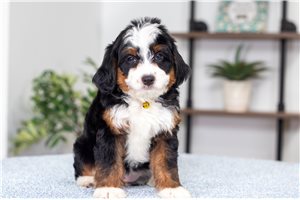 Mima - Bernedoodle, Mini for sale