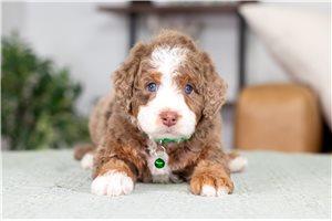 Sherman - puppy for sale