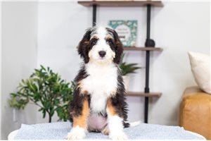 Addly - Bernedoodle, Mini for sale