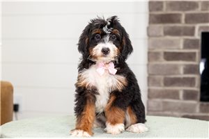 Blanche - puppy for sale