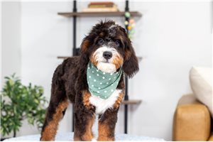 Bugs - Bernedoodle, Mini for sale