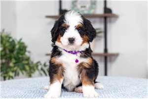 Beauty - puppy for sale