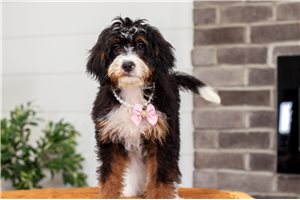 Blanche - Bernedoodle, Mini for sale