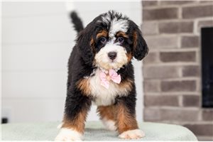 Bambi - Bernedoodle, Mini for sale