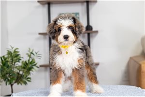 Leilani - Bernedoodle, Mini for sale