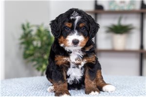 Michael - puppy for sale