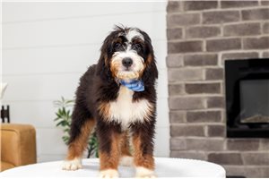 Bart - Bernedoodle, Mini for sale