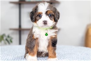 Averly - Bernedoodle, Mini for sale