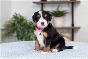 Kelsie - puppy for sale