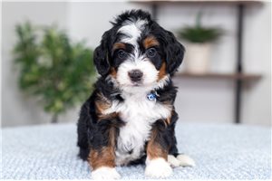Micah - puppy for sale