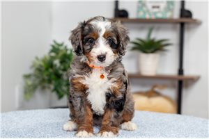 Jocelyn - Mini Bernedoodle for sale