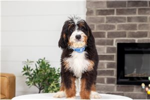 Bentley - Bernedoodle, Mini for sale