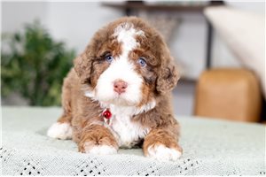 Shane - puppy for sale