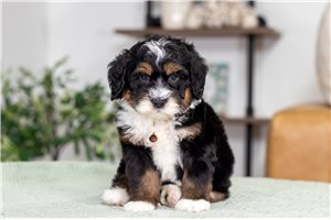 Chad - Bernedoodle, Mini for sale
