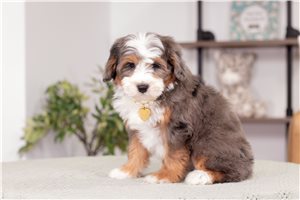 Rolly - Bernedoodle, Mini for sale