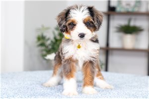 Leilani - Bernedoodle, Mini for sale