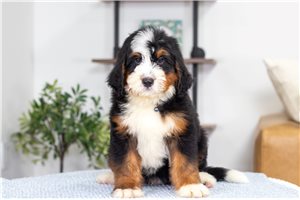 Berry - puppy for sale