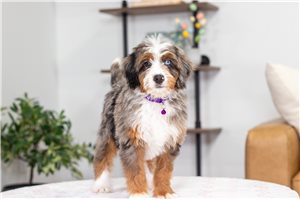 Leah - Mini Bernedoodle for sale