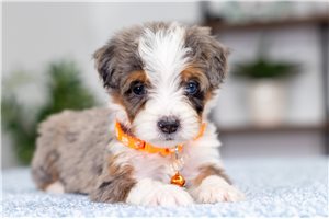 Lydia - Bernedoodle, Mini for sale