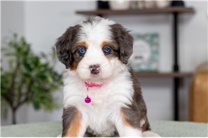 Wendy - Bernedoodle, Mini for sale