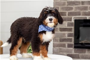 Bugs - Bernedoodle, Mini for sale