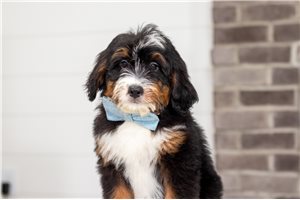 Bugs - puppy for sale