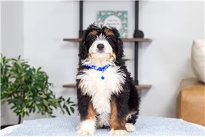 Archer - Bernedoodle, Mini for sale