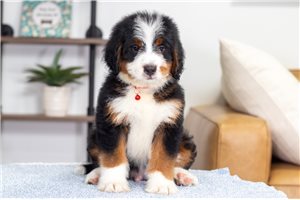 Bow - Mini Bernedoodle for sale