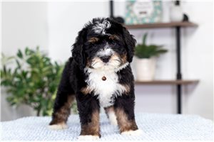 Chad - Bernedoodle, Mini for sale