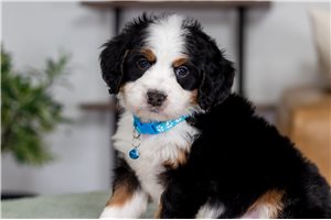Walker - Bernedoodle, Mini for sale