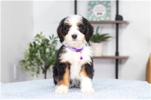Addly - Bernedoodle, Mini for sale